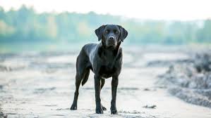 Der Labrador